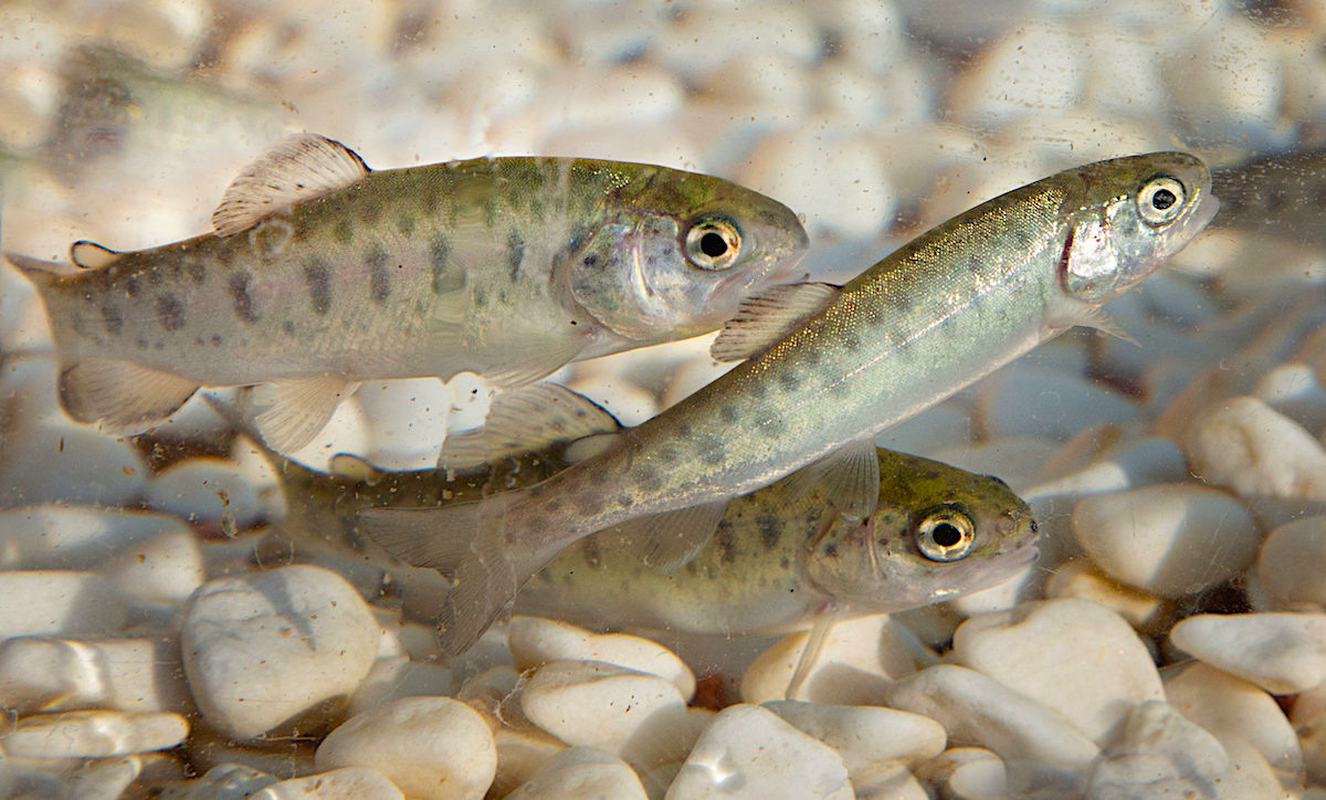 Малёк форели. Источник: зарыбление-пруда.рф