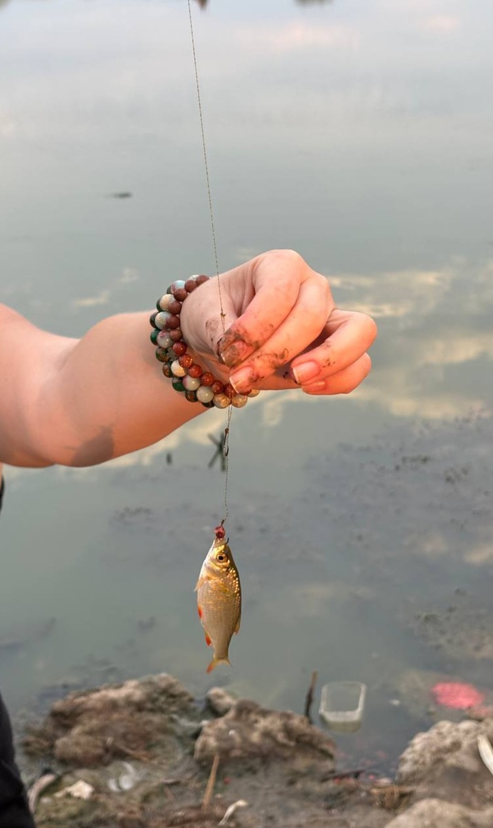 Красноперая плотва-красноперка