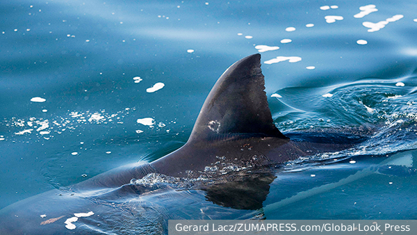     Фото: Gerard Lacz/ZUMAPRESS.com/Global Look Press   
 Текст: Ирма Каплан