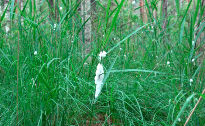    © t.me/kazdoytvaripopare