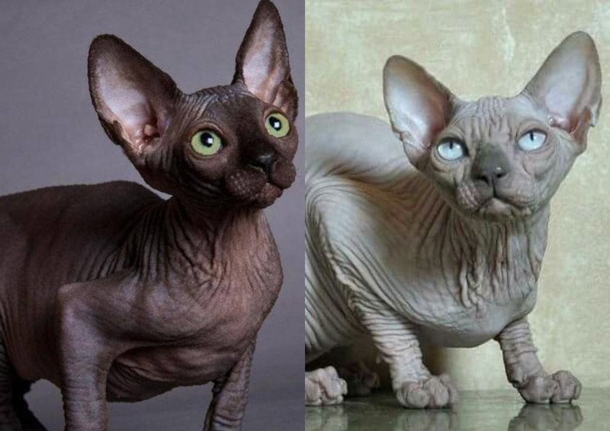 С левой стороны - шоколадный окрас  с правой стороны - лиловый окрас