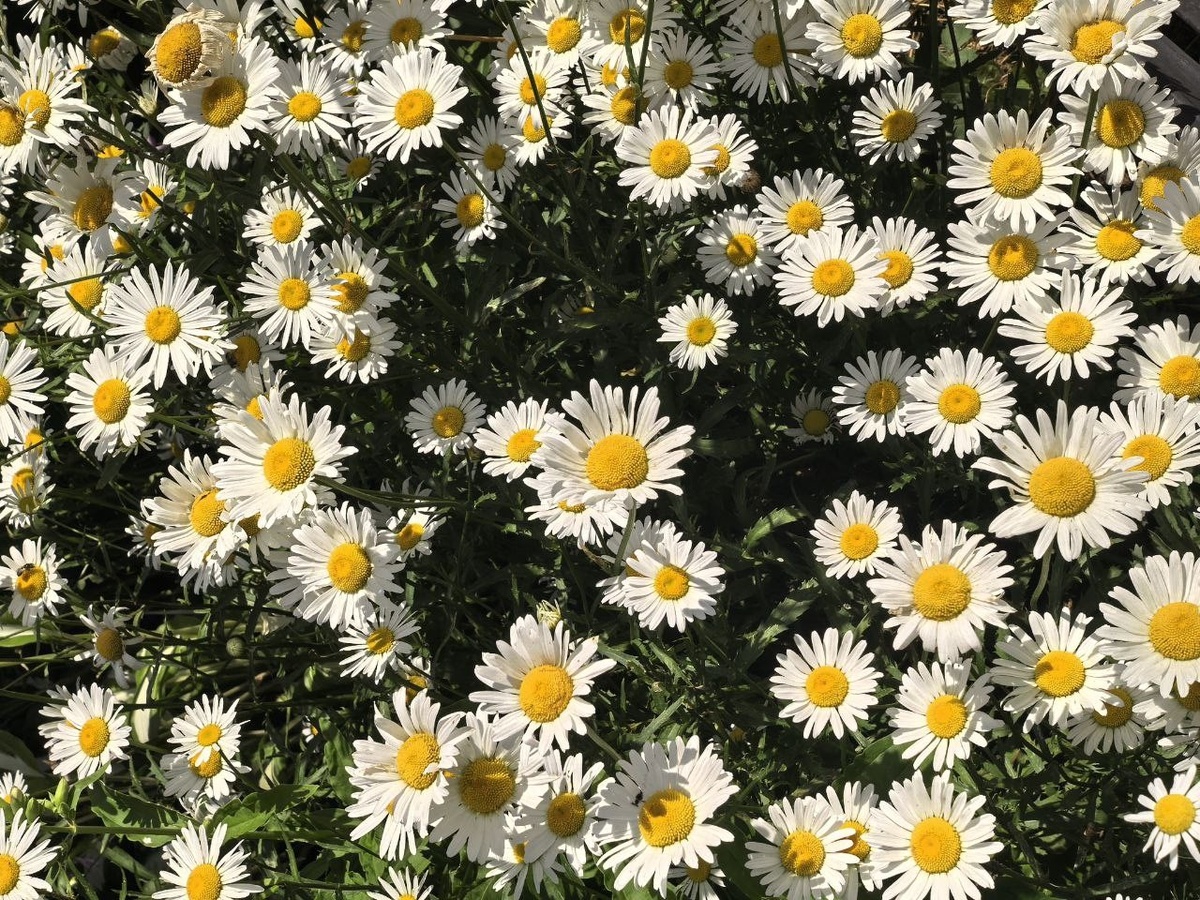 Авторское фото