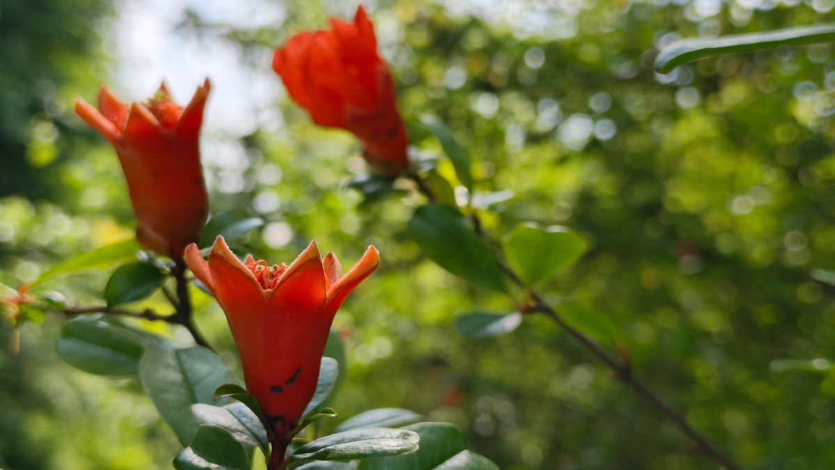 Просто красивые цветочки на одном из моих погулочных маршрутов в Гагре. Июнь 2025. Фото автора.