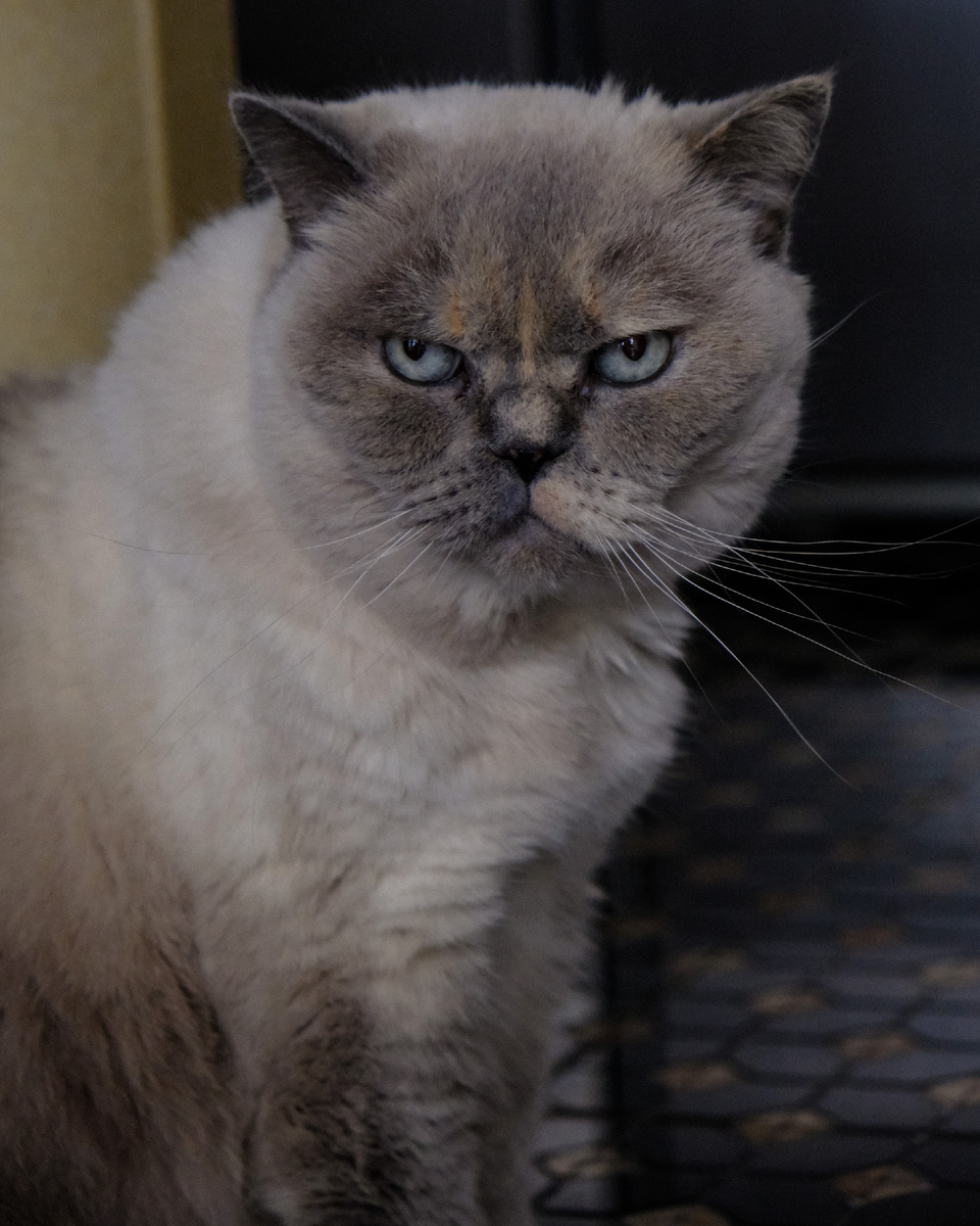 Ритуля на кухне