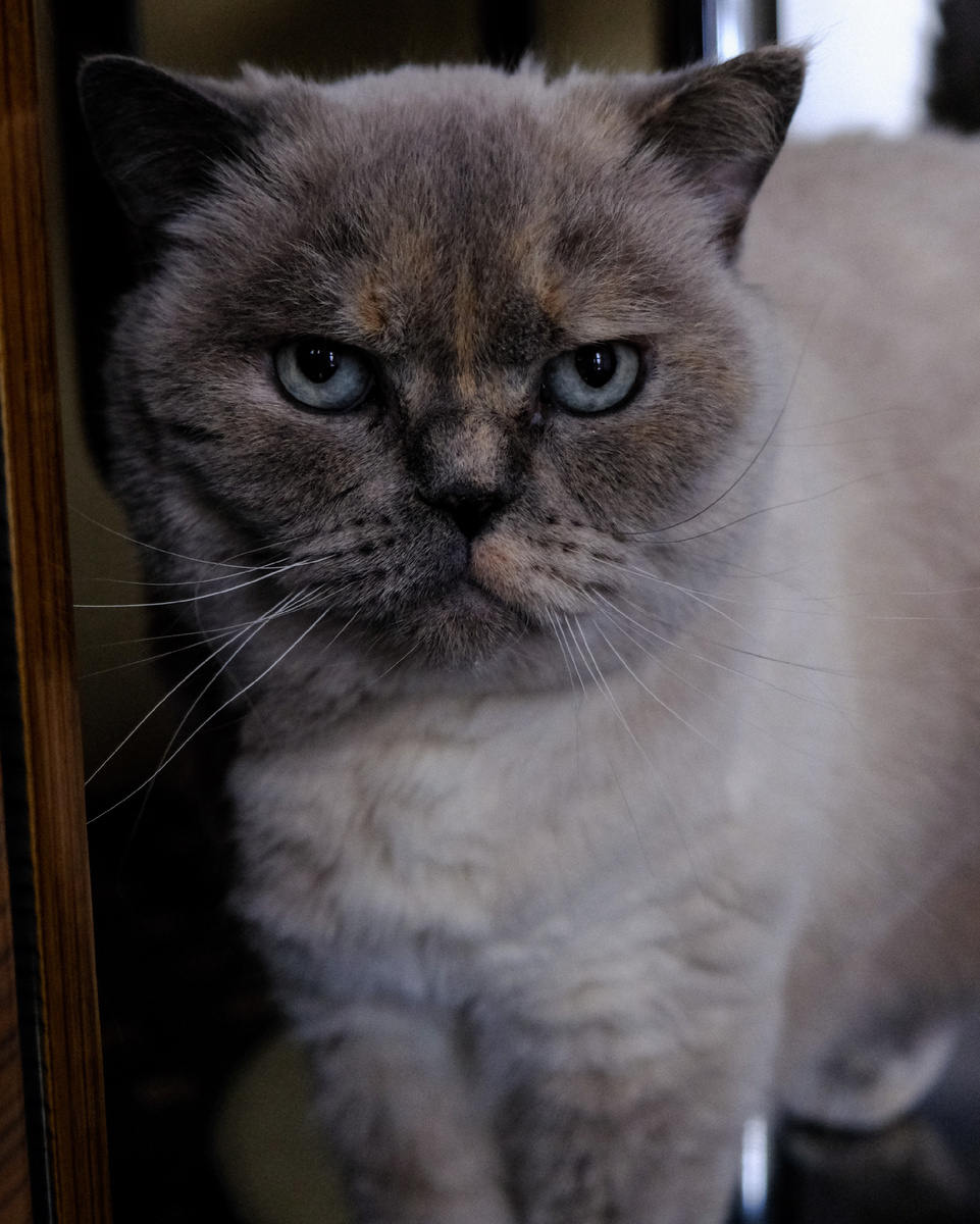 Ритуля на кухне