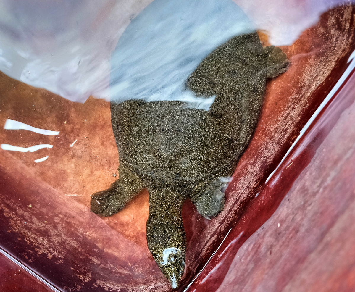 Дальневосточная черепаха (с. Сальское Приморского края, 2024 год) 