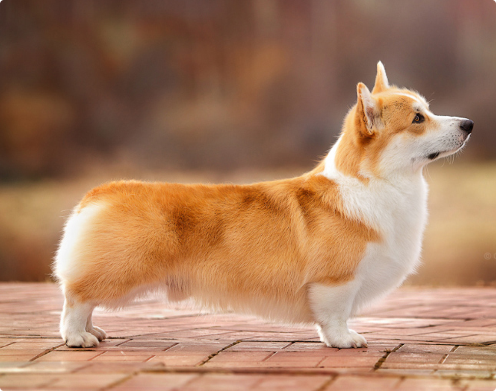 Вельш-корги пемброк