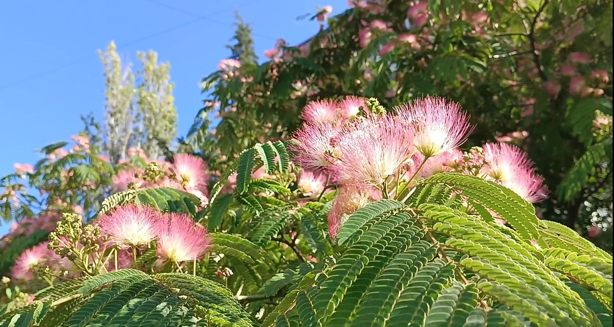 Цветки мимозы ленкоранской. Фото автора