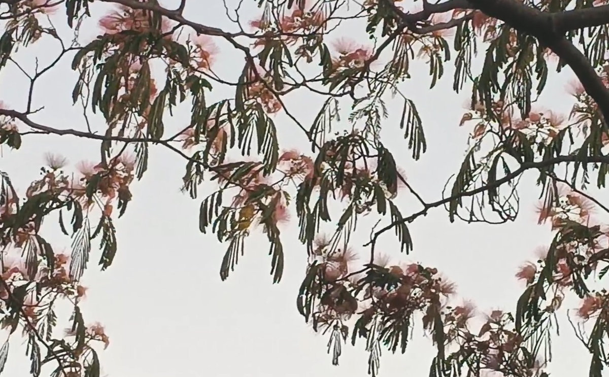 Листья мимозы на закате. Фото автора