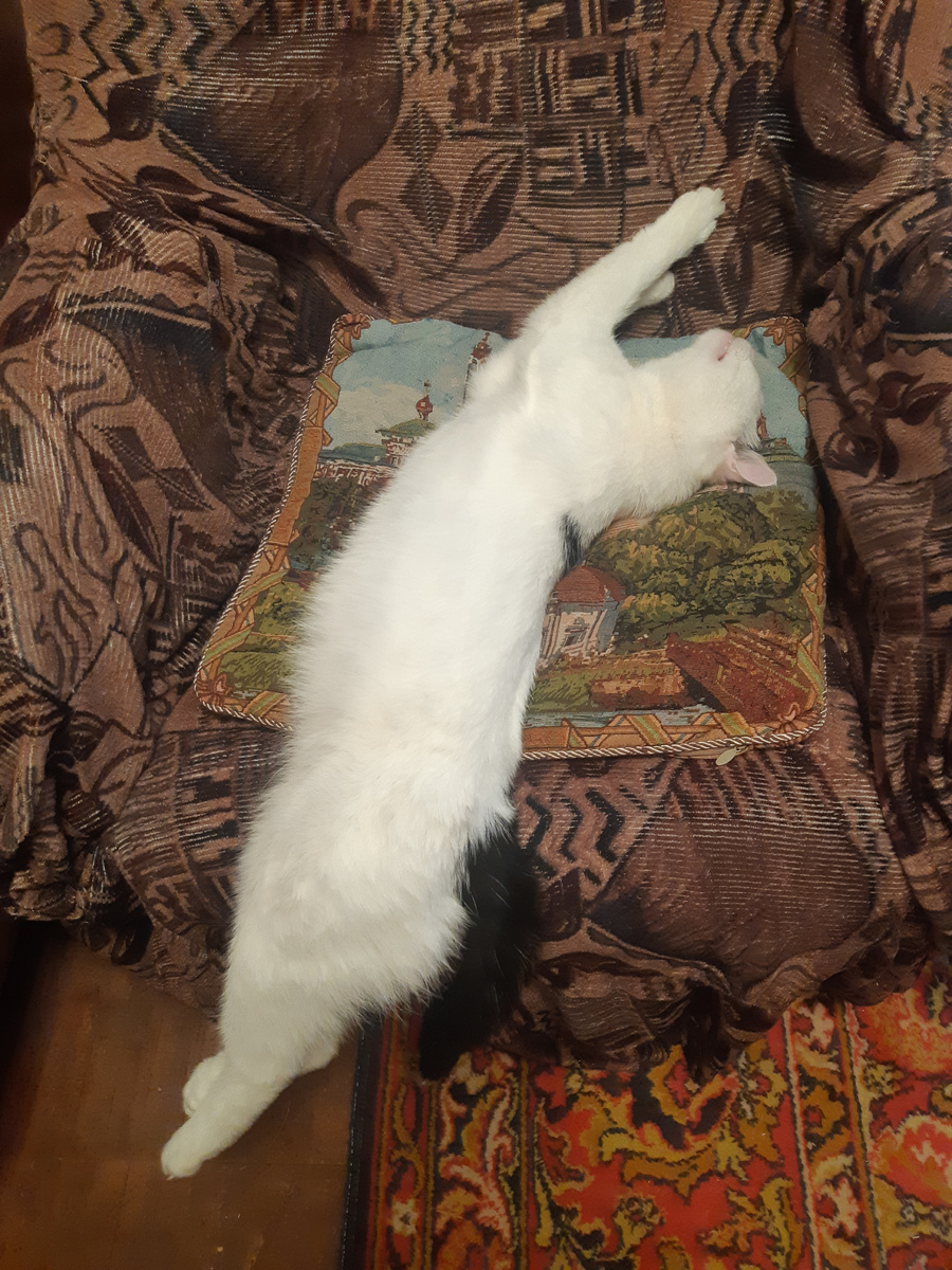 И врагу никогда не добиться, чтоб склонилась моя голова, а вот задница может склониться и склоняется лихо она.