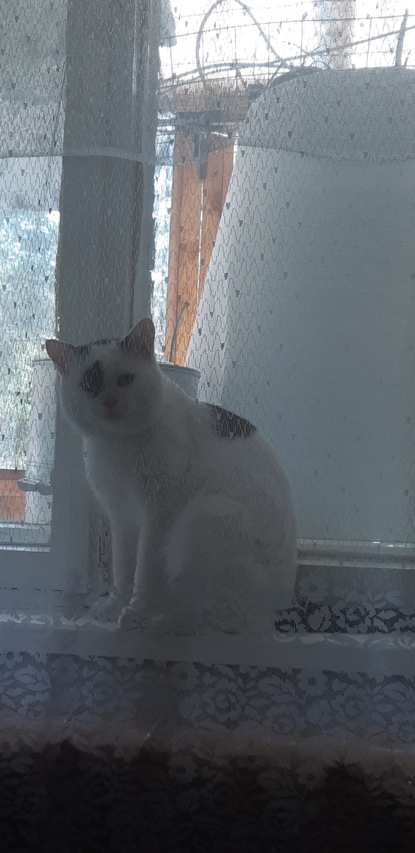 Я, други мои, Афродита из пены морской! Мой отец Кронос отрезал яйца...кому-то там и выбросил их в море!