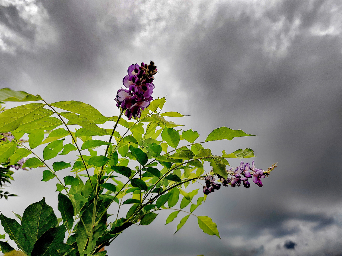 Глициния на фоне грозовых туч