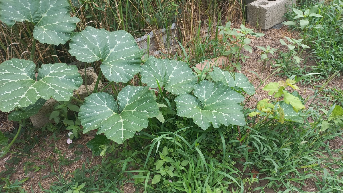 Кабачок–колобок. Это и другие фото в статье сделаны автором и принадлежат ему на условиях авторского права 