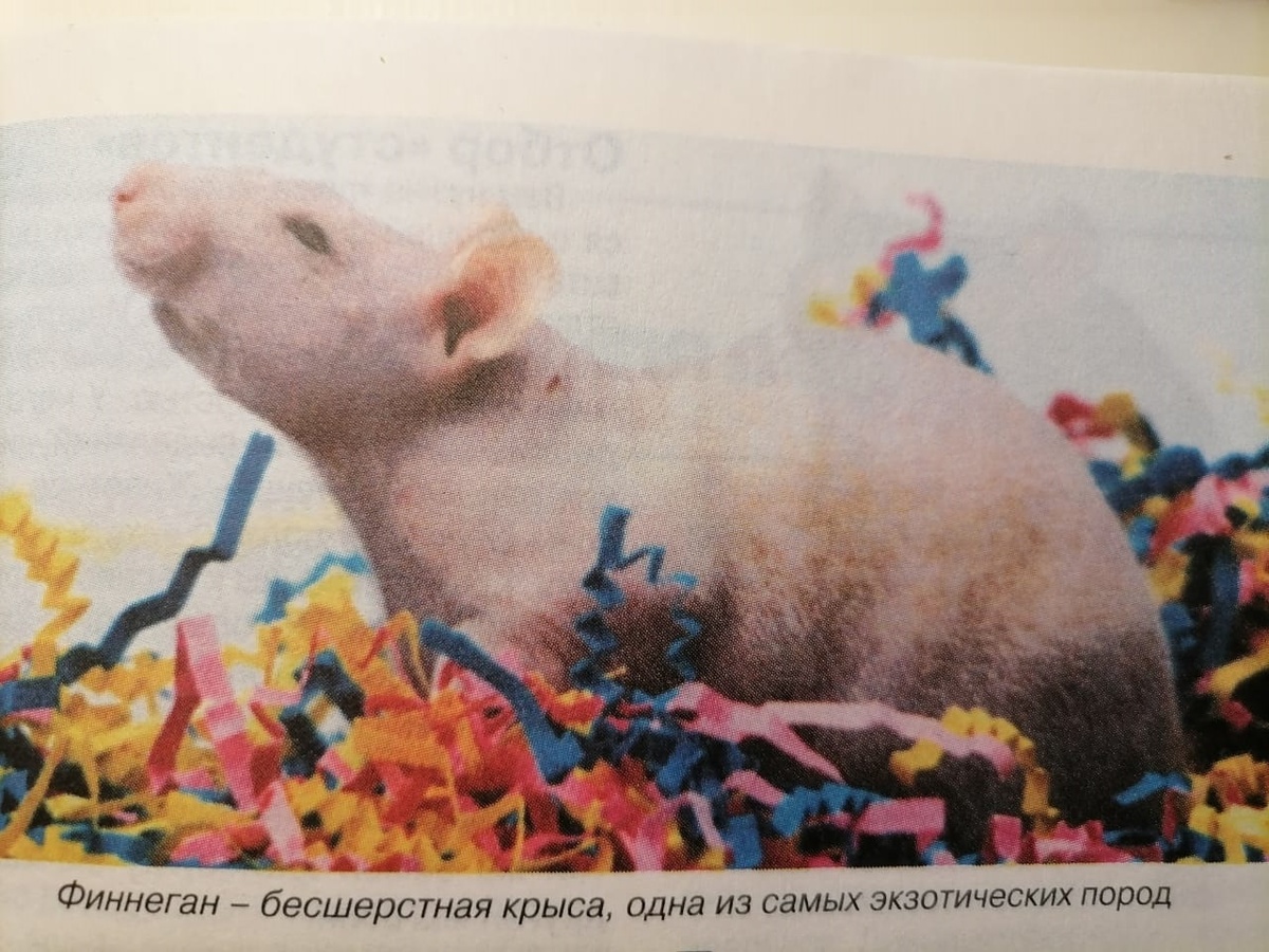 (с) 30 игр и упражнений для ВАШЕЙ КРЫСЫ, Д.Баксис и Б.Самервиль