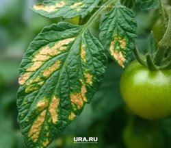     Грибковые инфекции, паразиты и другие болезни поражают растение, из-за чего желтеют листья URA.RU