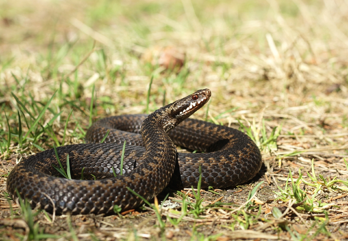 Гадюка обыкновенная (Vipera berus). Фото Святослава Лопаткина