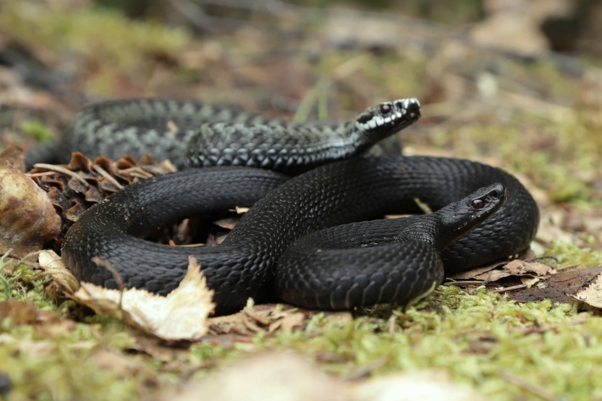 Гадюка обыкновенная (Vipera berus). Фото Святослава Лопаткина