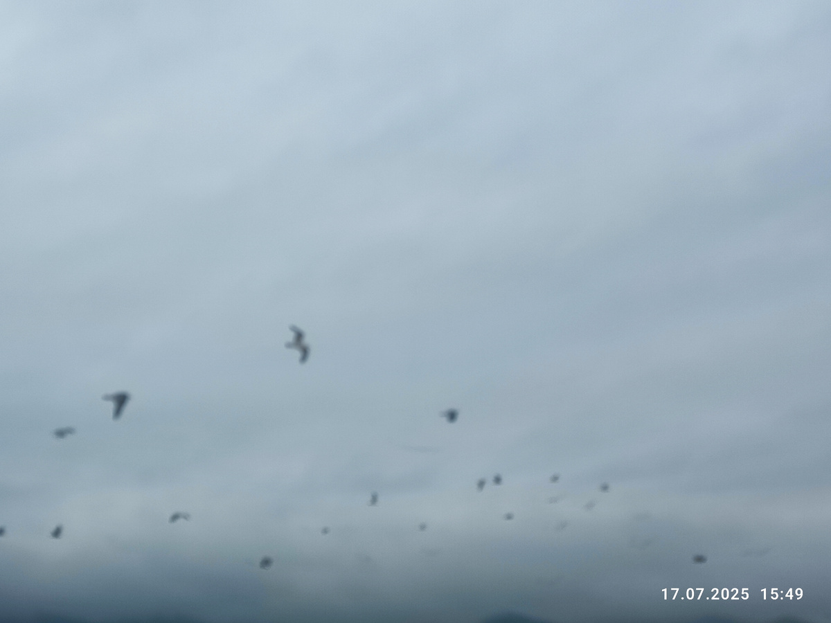 Чайки в тумане. Фото автора.