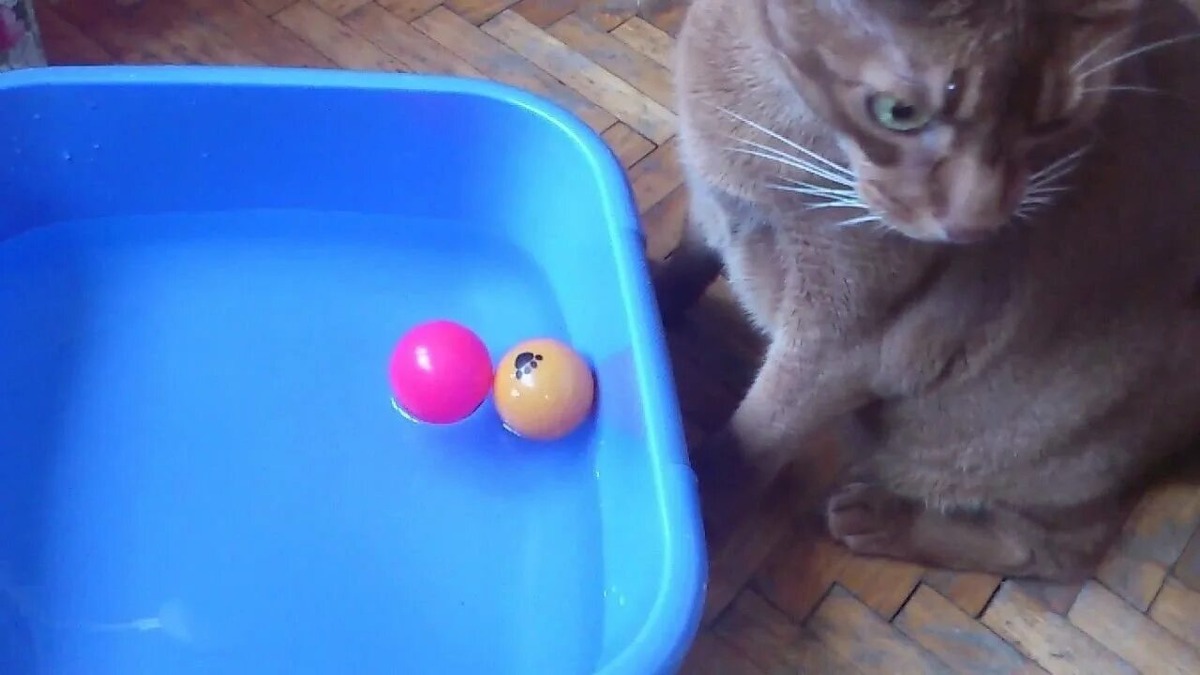 Фото из Интернета.