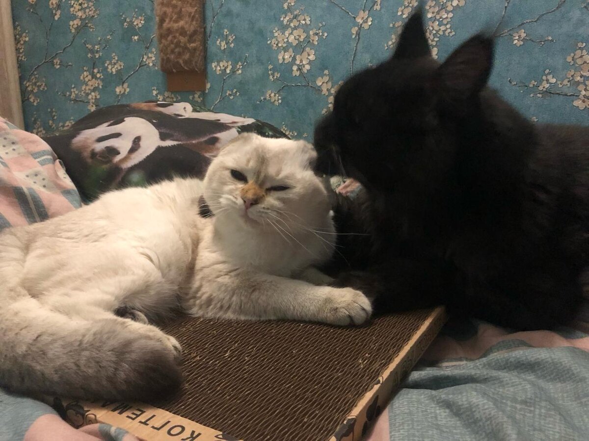 Марвел и мэйн кун