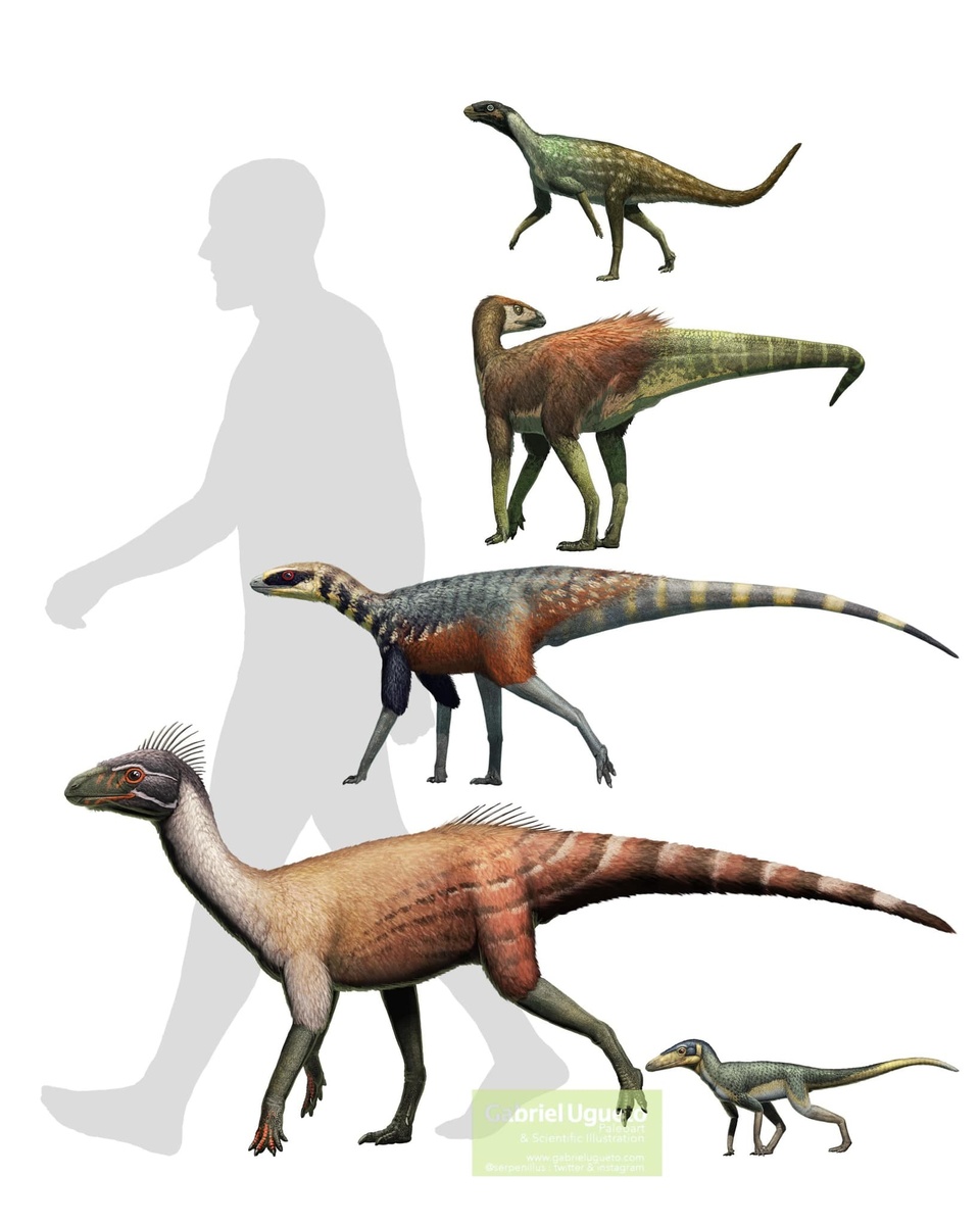 Сравнение размеров силезаврид с человеческими. Арт от Габриэля Угуэто.