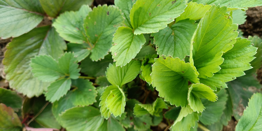 Усы против ягод: почему земляника даёт мелкий урожай