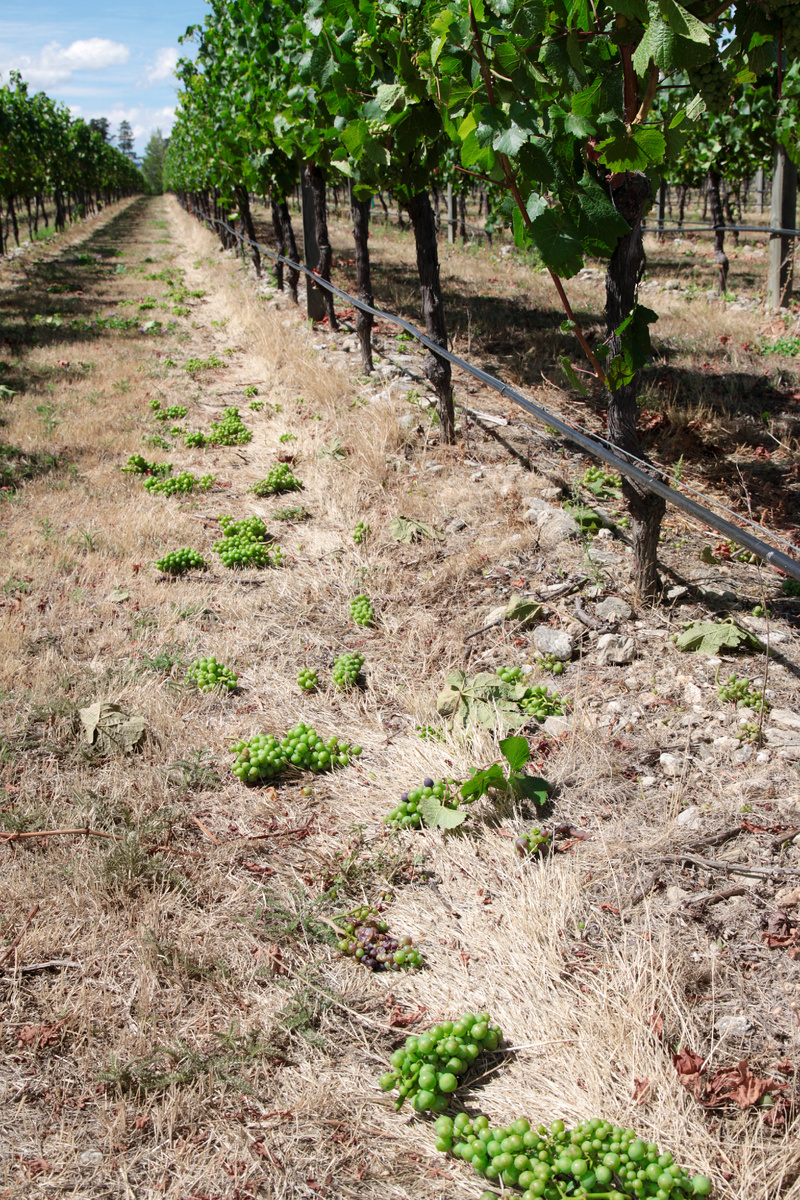 Vendange vert. Фото Оливье Лемуан  (httpsPhoto-Terroir.fr., используется по лицензии Creative Commons Attribution-ShareAlike 4.0).