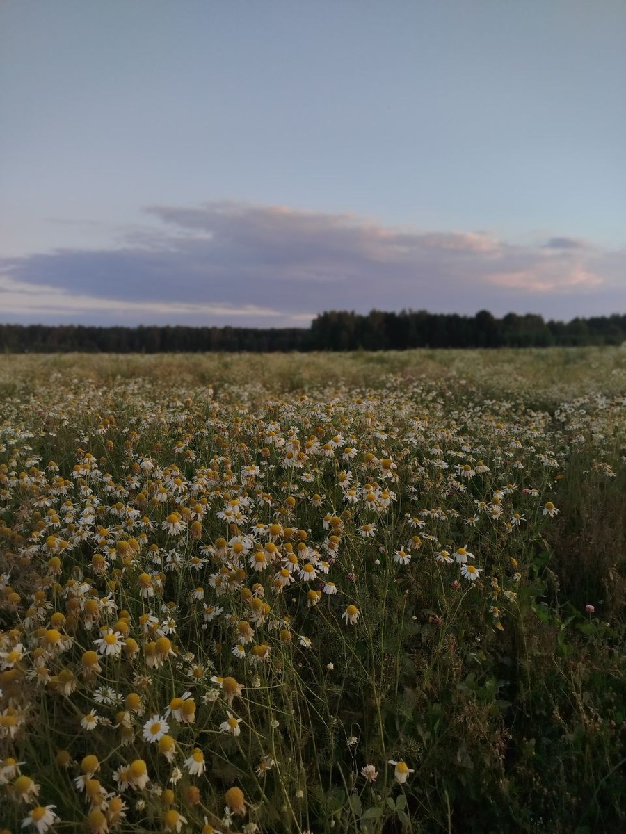 ромашковое поле по пути в Волгореченск
