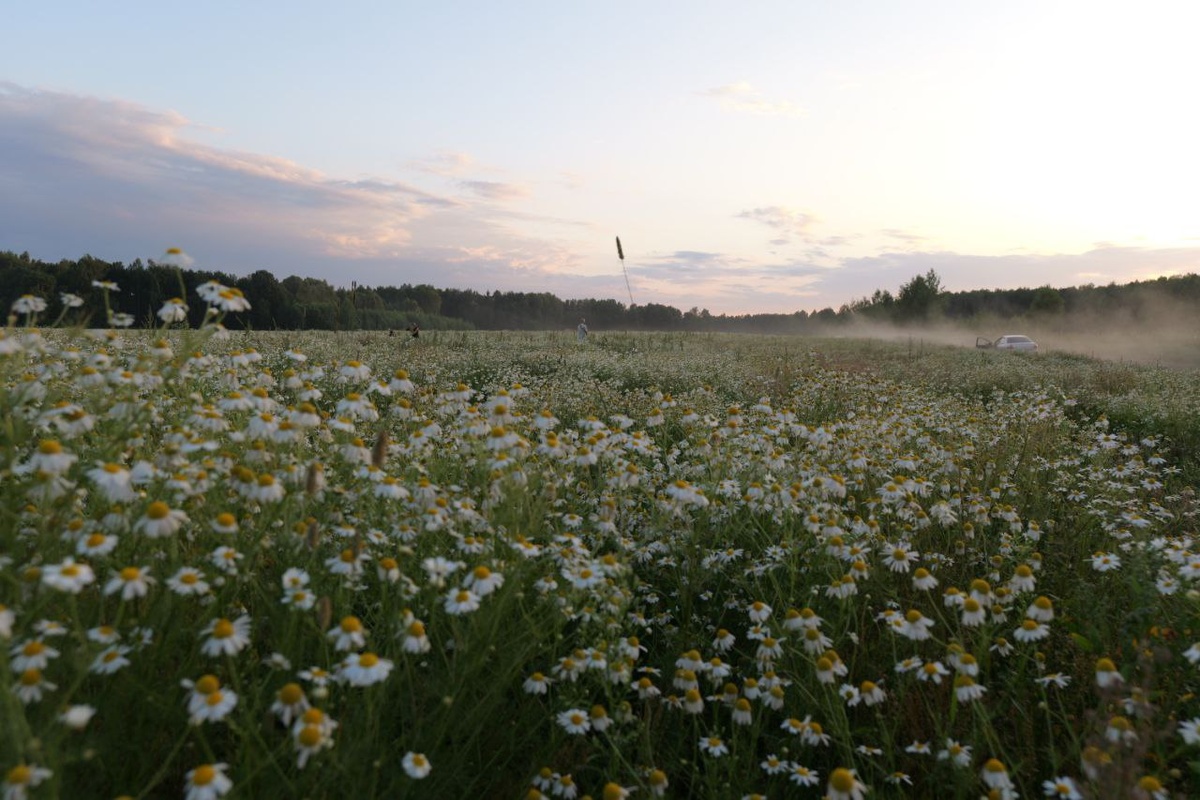 ромашковое поле по пути в Волгореченск