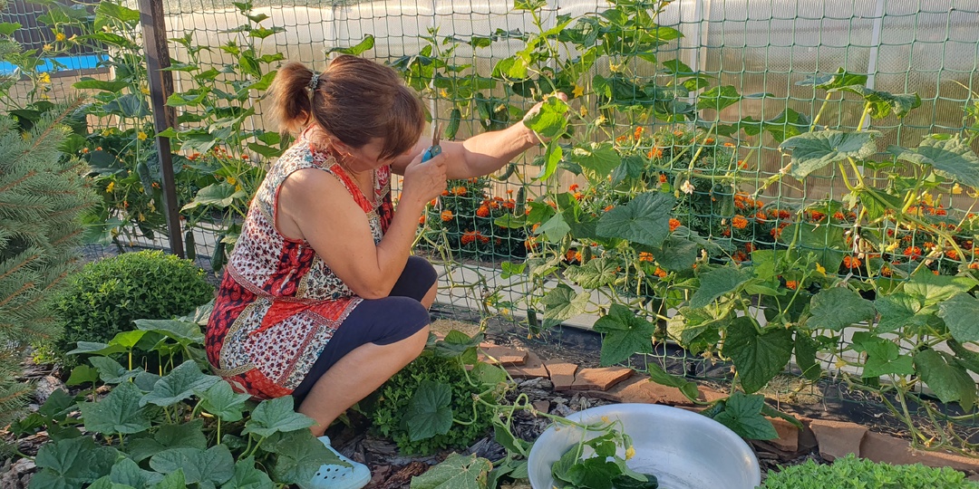 5 секретов непрерывного урожая - выращиваем огурцы в удовольствие с мая до заморозков