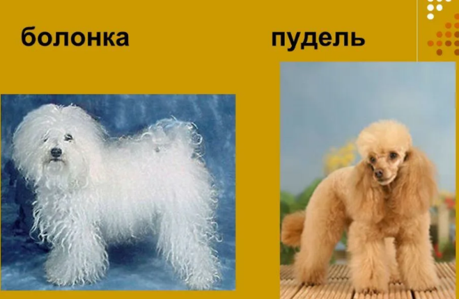 Дальние родственники.