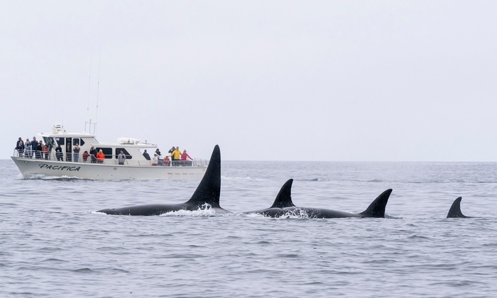    Ученые потрясены поведением косаток, приносящих подарки людям