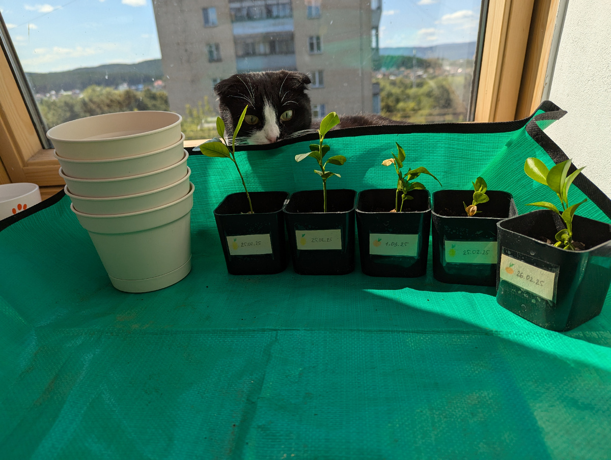 Главный помощник присматривает за юными цитрусами, пока я готовлю рабочее место 😸