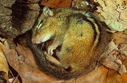 Бурундук  в  спячке