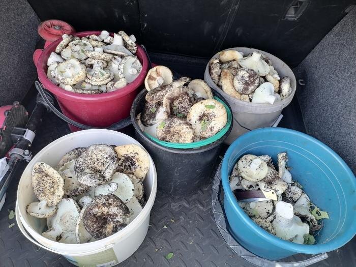     Фото: «Уральский яжегрибник» / Vk.com