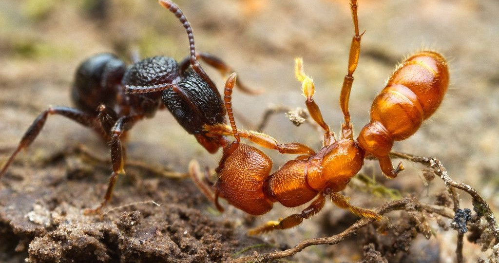 Муравей-амазонка: Матка рожает только солдат. А все рабочие — это заложники других видов