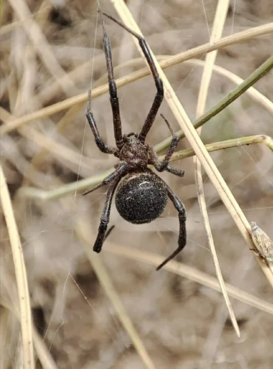 В густой сухой траве, среди веток кустарника или колючек такого не сразу заметишь. Фото из сети