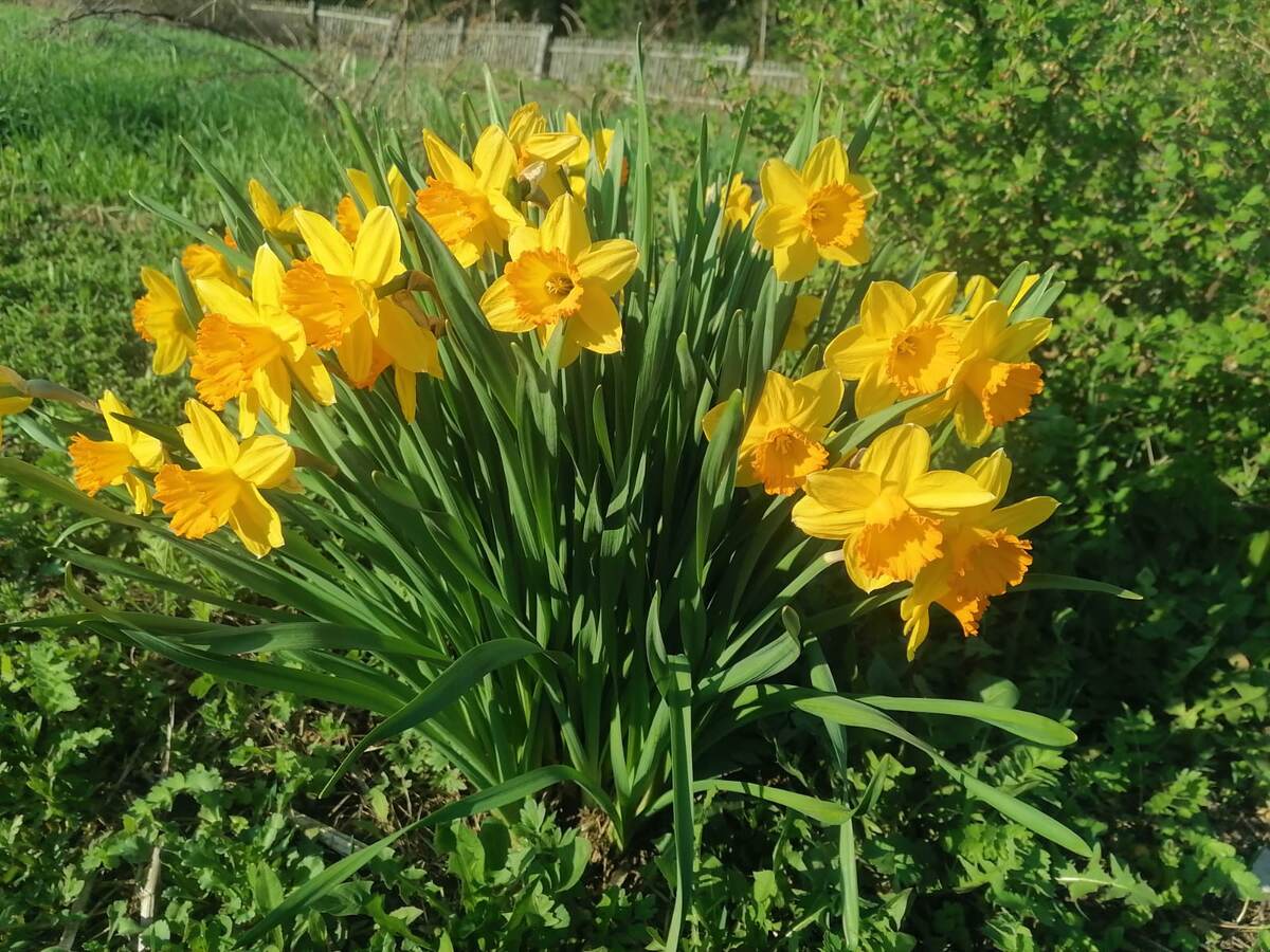 Мои любимые цветы. Отцвели уж давно, конечно, только на фото и радуют