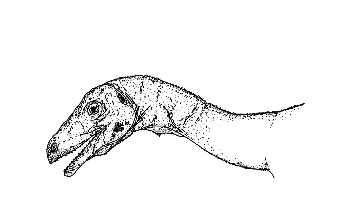 Портретная реконструкция мбирезавра.