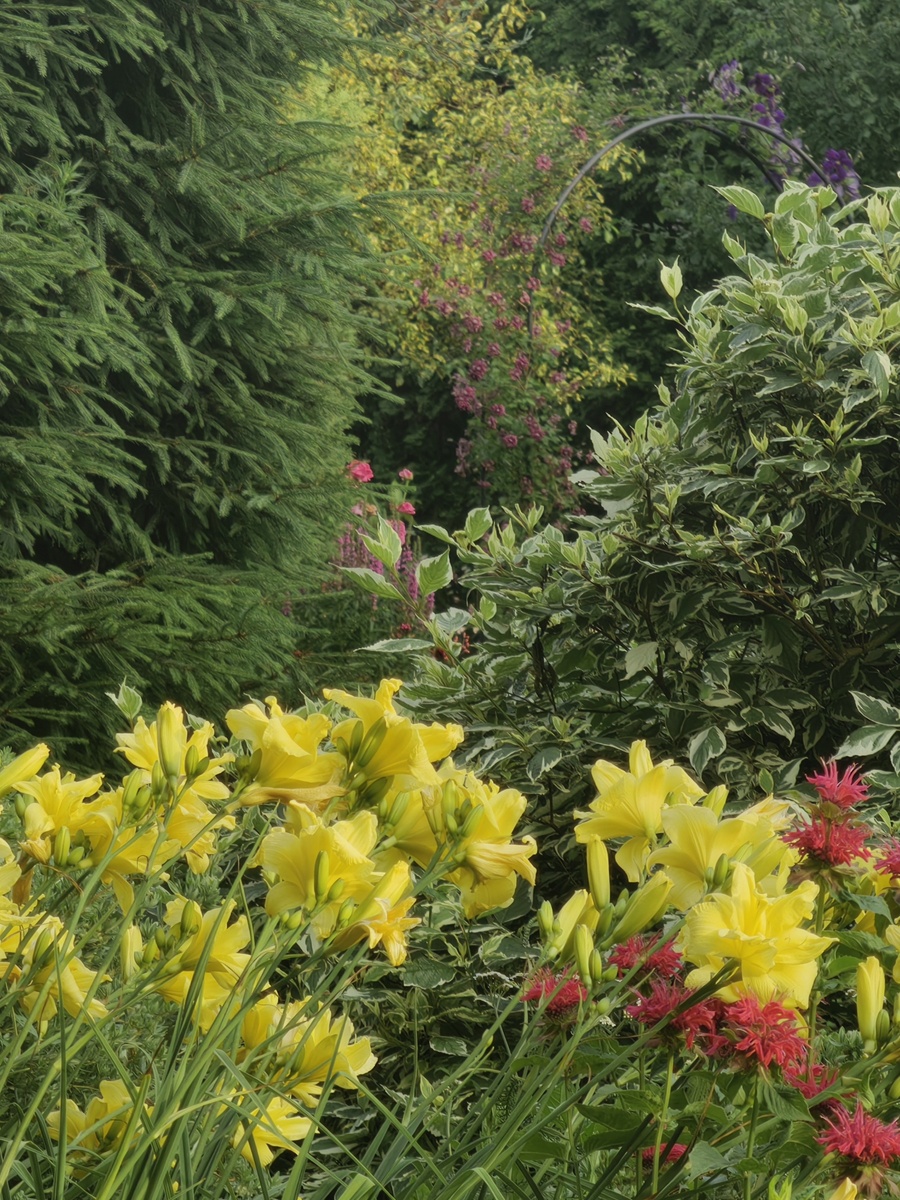 Желтые лицензии.