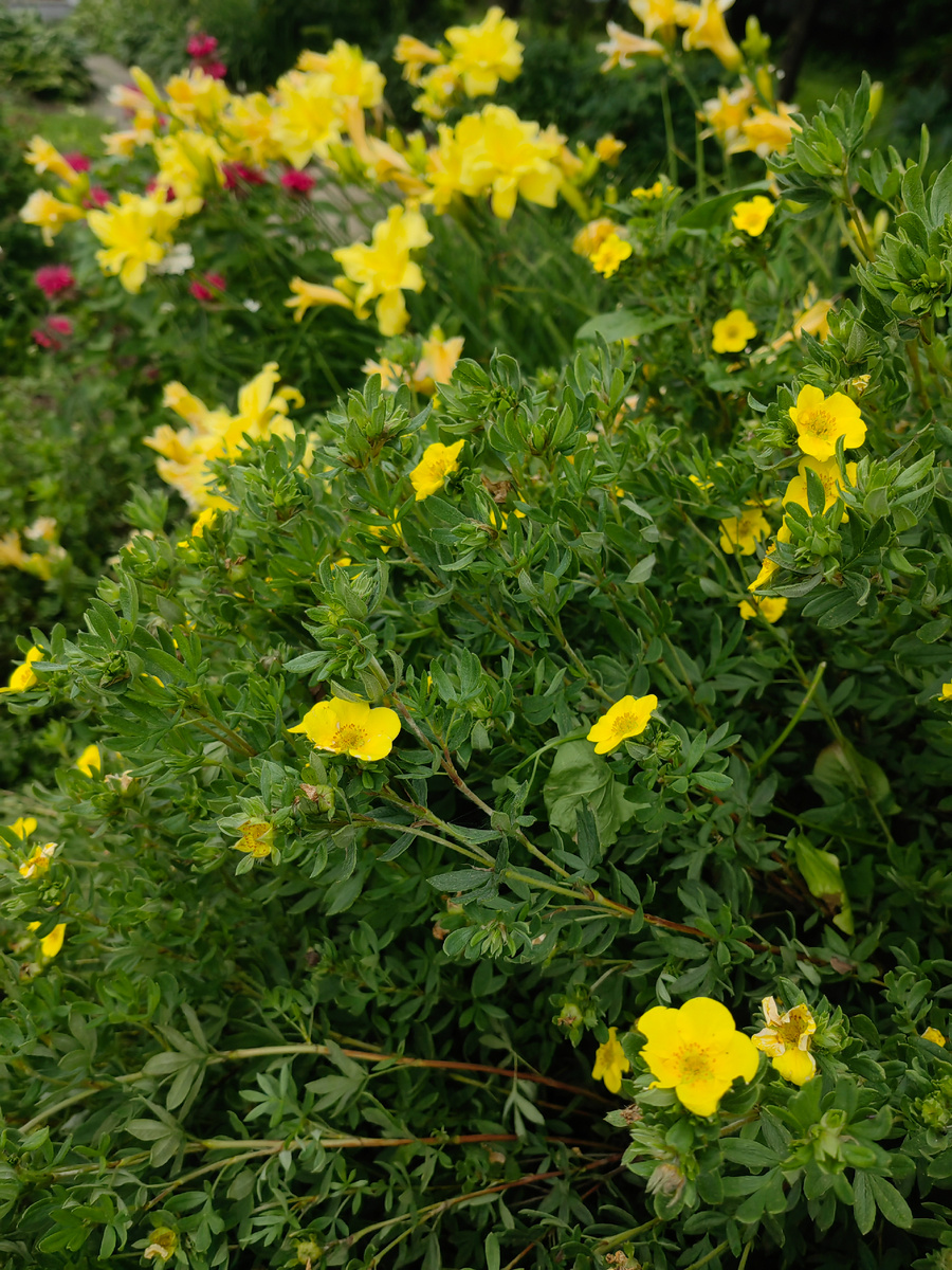 Лапчатка кустарниковая вблизи желтых лилейников