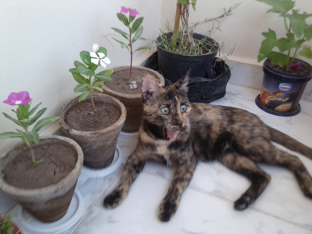 Египет: наша Кошка-Мошка на балконе