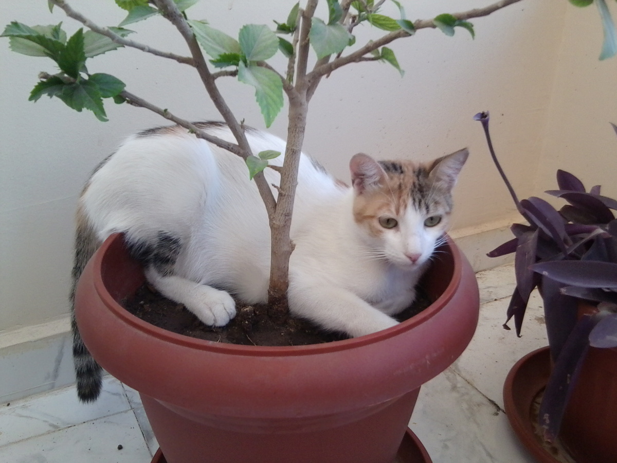 Египет: наша кошка Бусинка на балконе в горшке с гибискусом