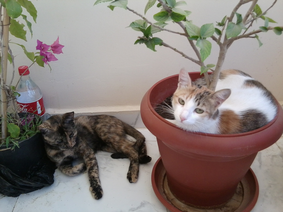 Египет: наши кошки обожали дышать свежим воздухом на балконе