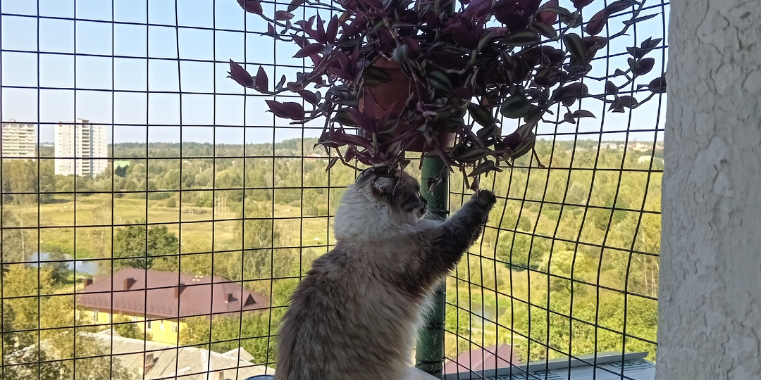 Жизнь после рака ( 40 ) Кошки - не птицы!