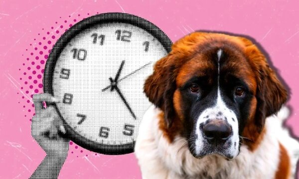 Обложка © Коллаж © Life.ru, фото © Shutterstock / FOTODOM / beast01, LMJ Photos