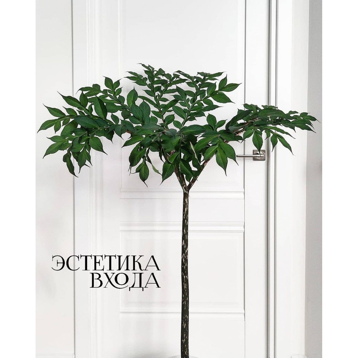 Межкомнатная дверь белая. Стоимость полотна от 8500.