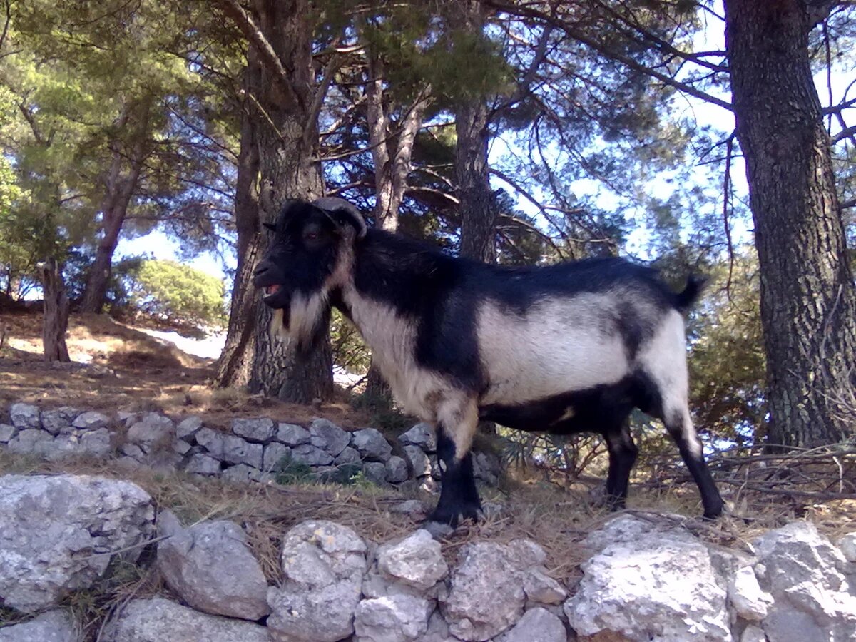 Явно на этом острове что-то водилось эдакое и в больших количествах) 