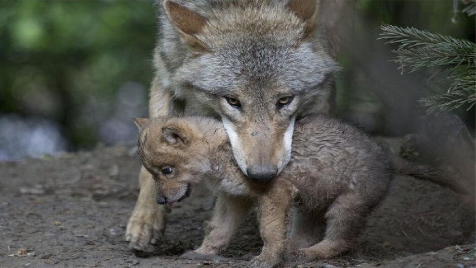 Фото из Яндекса 