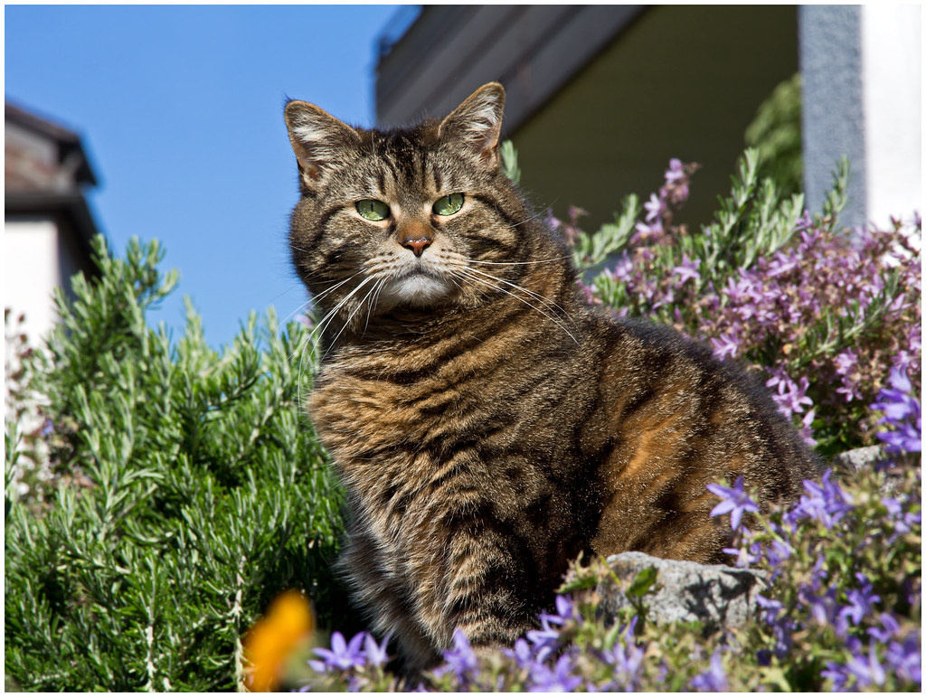 источник фото: https://live.staticflickr.com/2904/14240213588_85963e0812_b.jpg